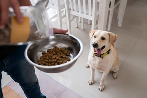 Creating Better Mealtimes with Pet Feeding Supplies