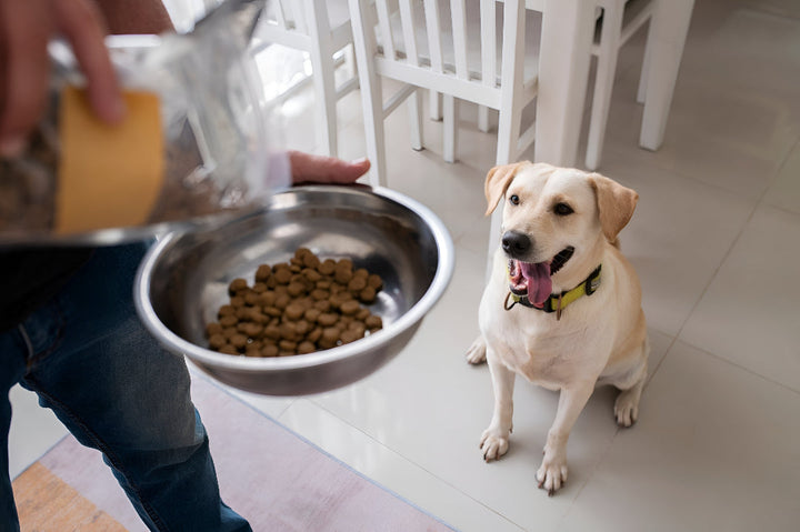 Creating Better Mealtimes with Pet Feeding Supplies